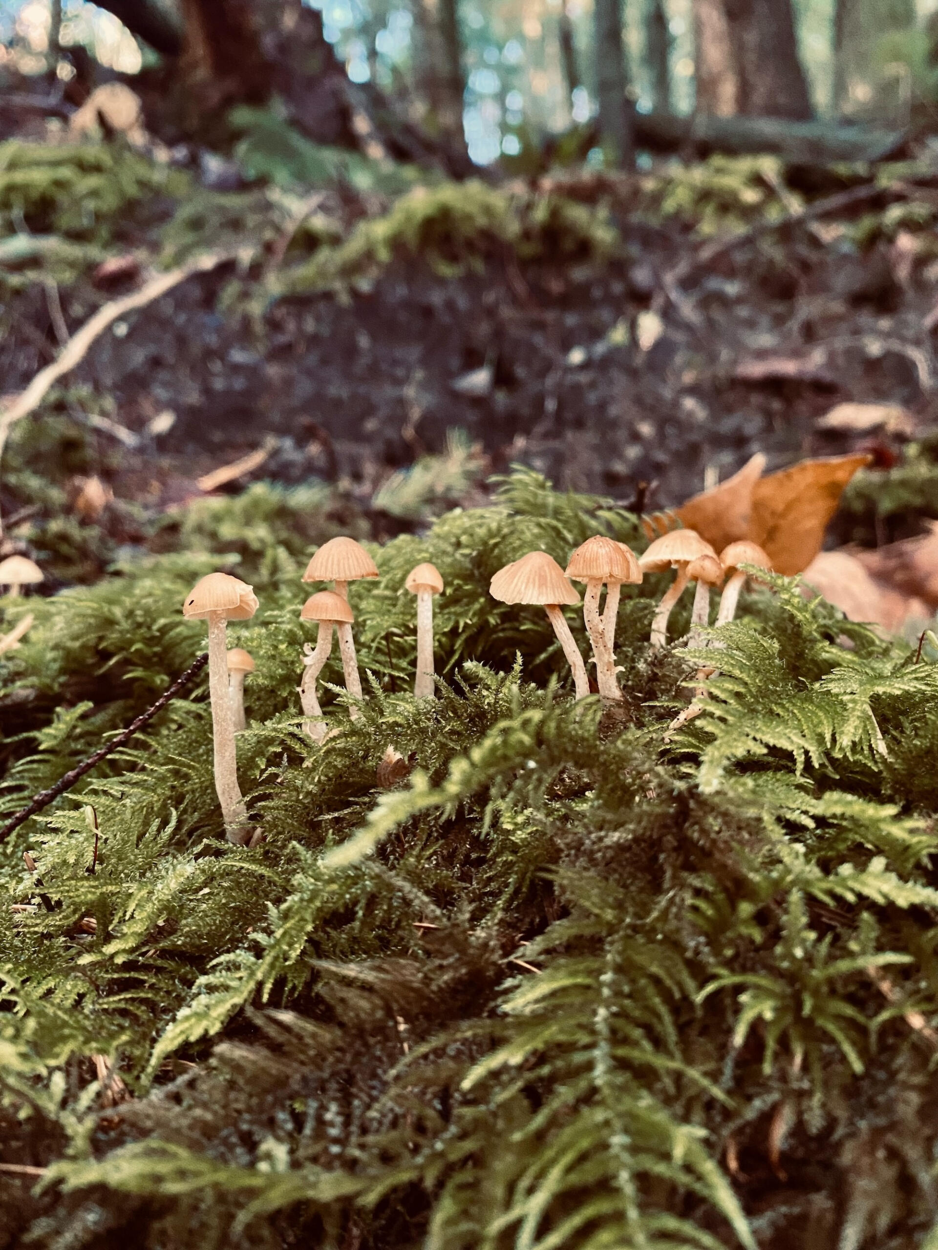 small slender mushrooms peeking tall in a bed of wet moss with the dark soil forest floor in the background